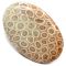 Agatized Coral
