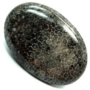 Coral Horn